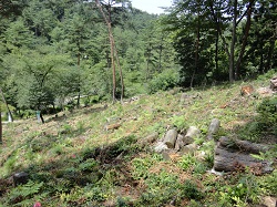 日本里山の森林を育む会新潟0723-1-7