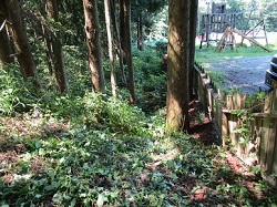 日本里山の森林を育む会-前25-2