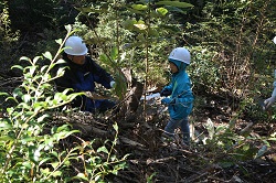 日本里山の森林を育む会大阪1103-4